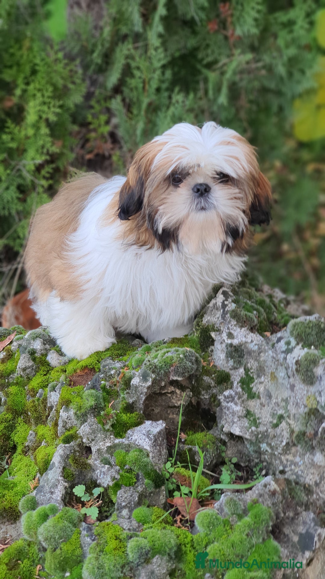 Shih Tzu perros en venta: Shih Tzu muy cariñoso y juguetón!! - Imagen 11