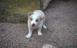 Border Collie perros en venta: Última cachorrita disponible - Imagen 2