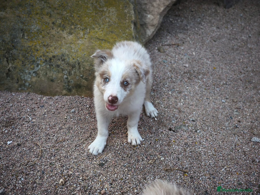 Border Collie perros en venta: Última cachorrita disponible - Imagen 2