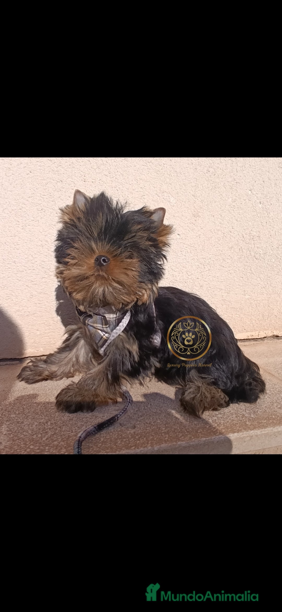 Yorkshire Terrier perros en venta: Yorkshire terrier macho  - Imagen 2