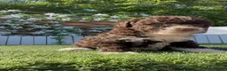 Perro de Agua Español perros en venta: PERRO DE AGUA ESPAÑOL - Anuncio 3