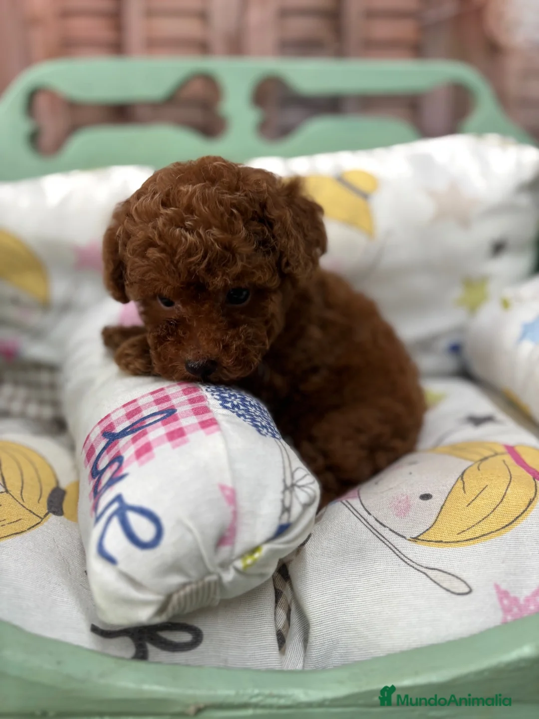 Caniche Toy perros en venta: Caniche toy rojo hembra disponible !!! - Anuncio 1