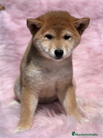 Shiba Inu perros en Barcelona - Anuncio 8
