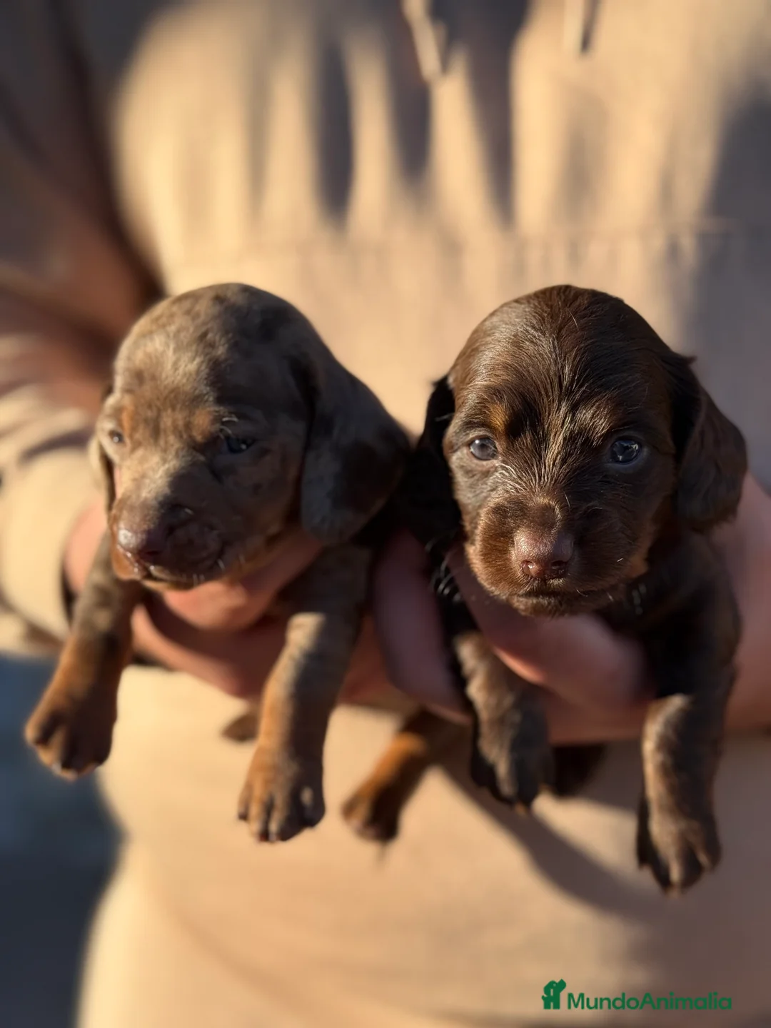 Teckel Miniatura perros en venta: Teckel mini  - Anuncio 1