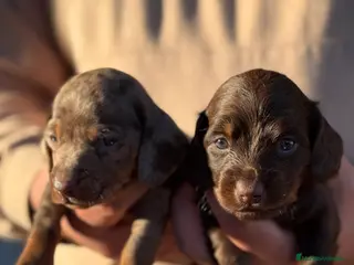 Teckel Miniatura perros Teckel mini - Anuncio 1