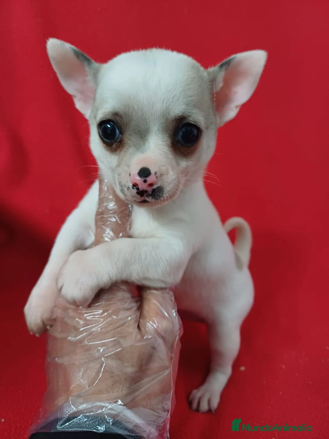Chihuahua perros en venta: Chihuahua Mini  - Anuncio 1