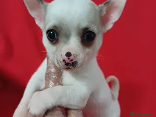 Chihuahua perros Chihuahua Mini - Anuncio 30