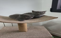 Británico de Pelo Corto Azul gatos en venta: Scottish & azul ruso - Imagen 2