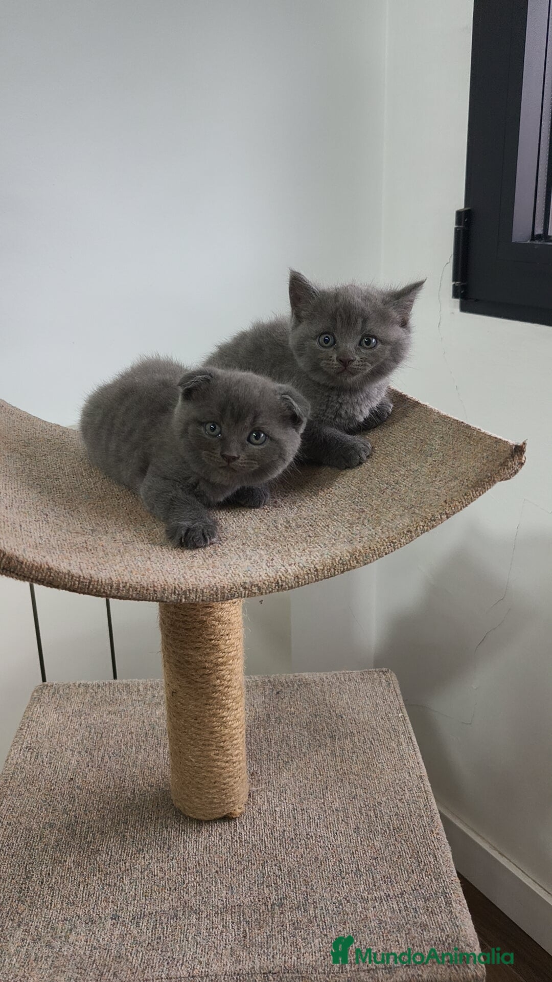 Británico de Pelo Corto Azul gatos en venta: Scottish & azul ruso - Imagen 2