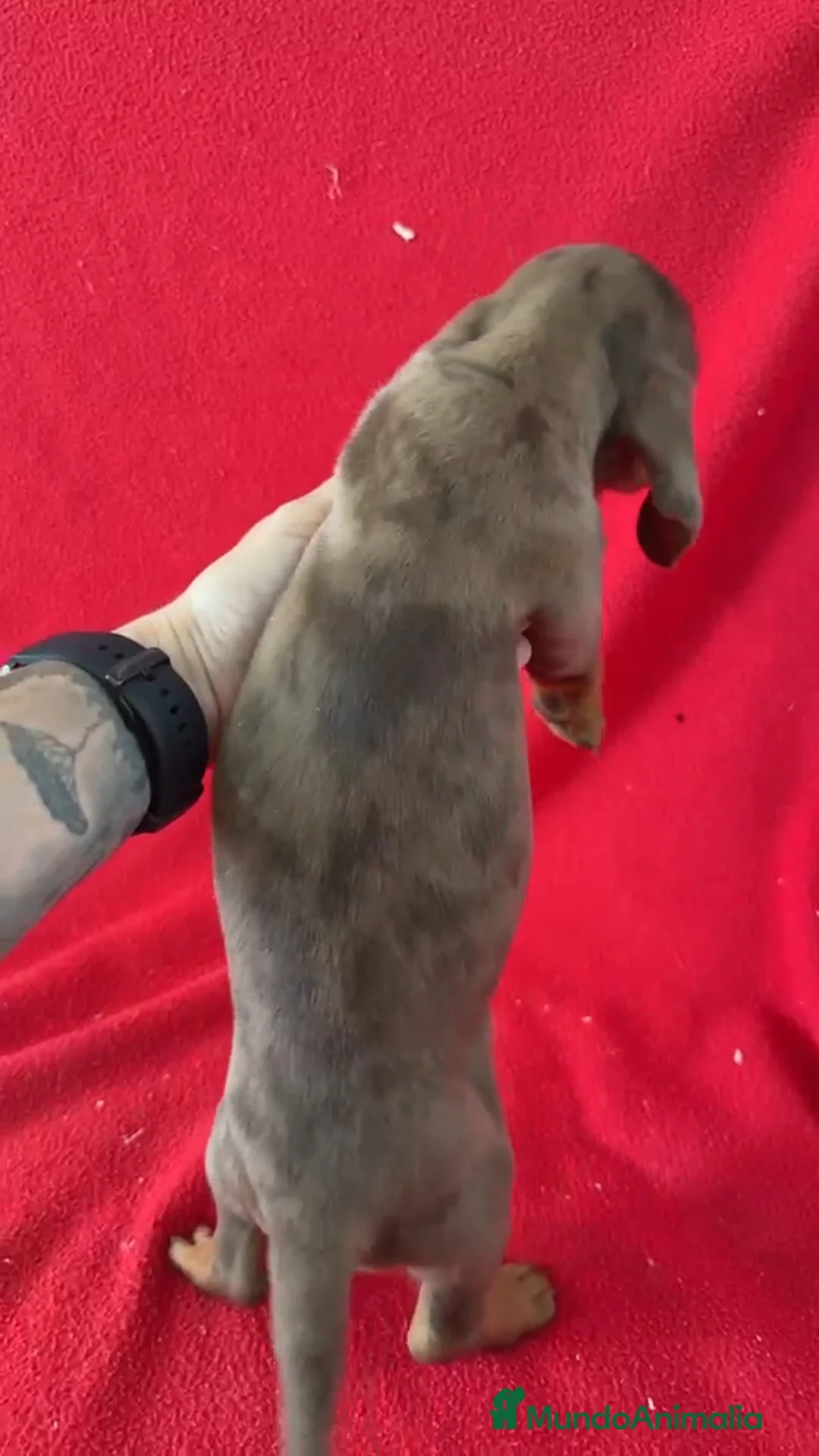 Teckel Miniatura perros en venta: Teckel Miniatura Arlequin  - Anuncio 3