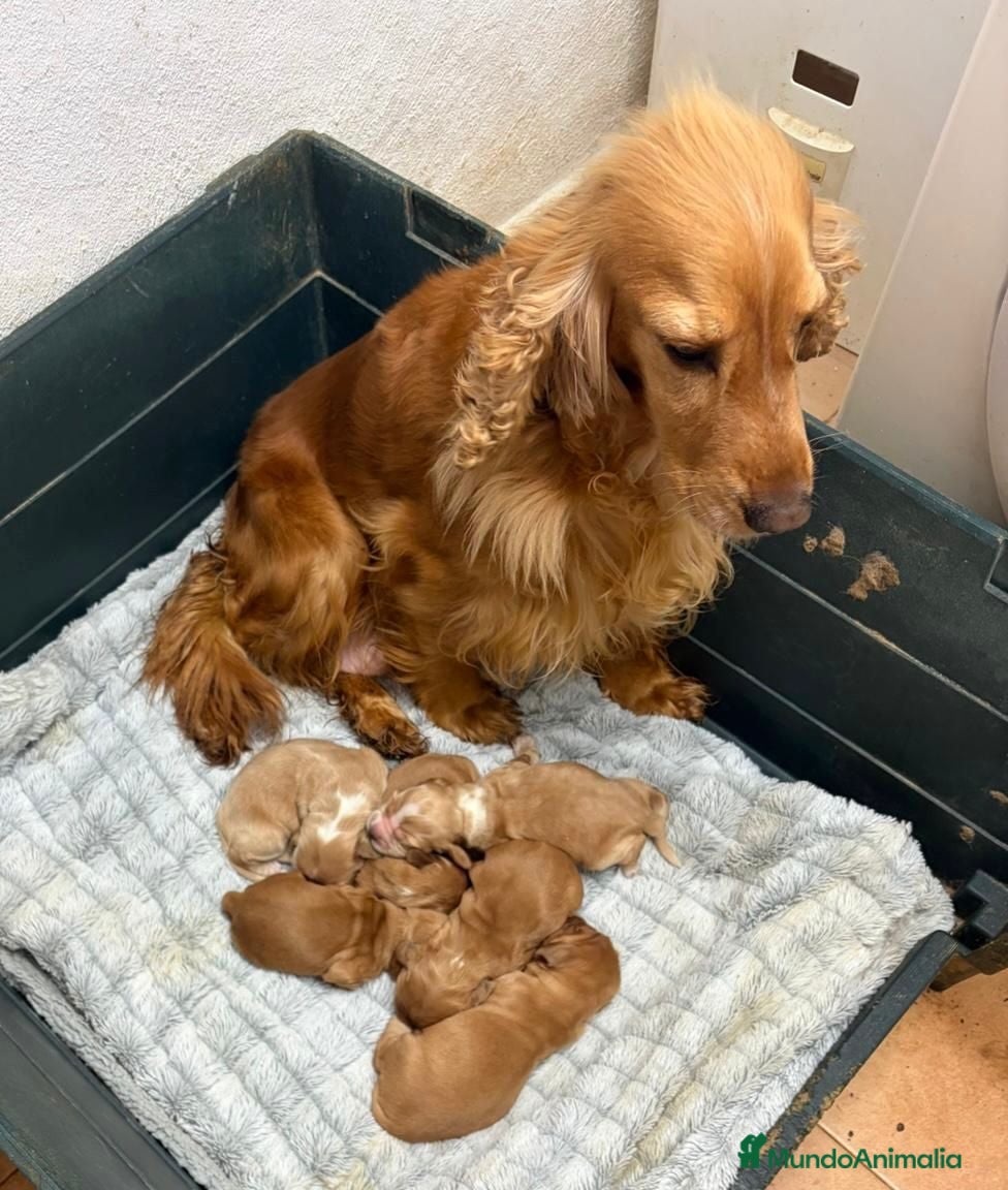 Cocker Spaniel Inglés perros Cocker dorados - Anuncio 1