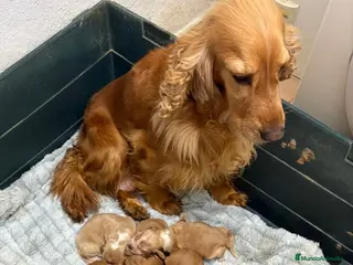 Cocker Spaniel Inglés perros Cocker dorados - Anuncio 1