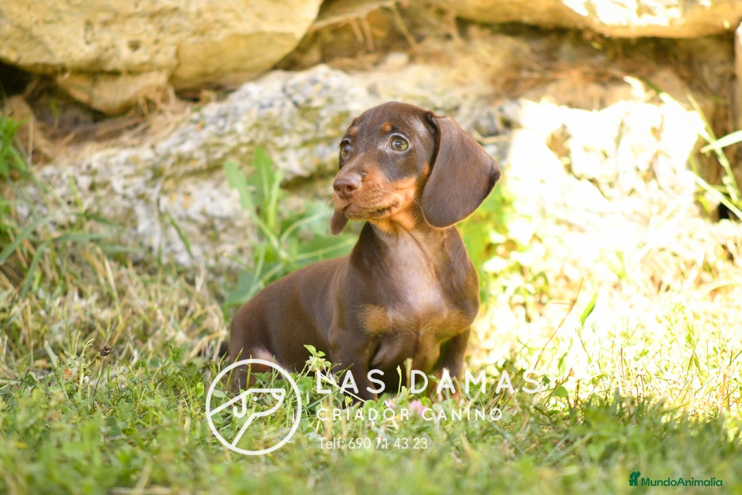 Teckel perros en venta: NO SON “PERROS SALCHICHA”. SON GUERREROS - Imagen 1