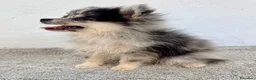 Pomerania perros en venta: Lulu Pomerania tri blue - Anuncio 14