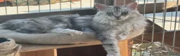 Maine Coon gatos en venta: Precioso cachorro Maine Coon - Anuncio 7