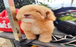 Caniche Toy perros en venta: Caniche Toy - Imagen 2