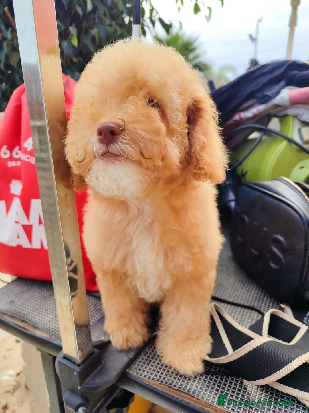 Caniche Toy perros en venta: Caniche Toy - Imagen 2
