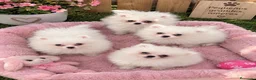 Pomerania perros en venta: PRECIOSOS POMERANIA  RUSOS - Anuncio 1