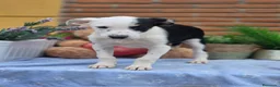 Border Collie perros en venta: Adopción  - Anuncio 7