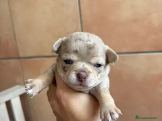Chihuahua perros Hembra Chihuahua merle🐾 - Anuncio 1