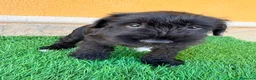 Schnauzer Miniatura perros en venta: Schnauzer miniatura negro  - Anuncio 14