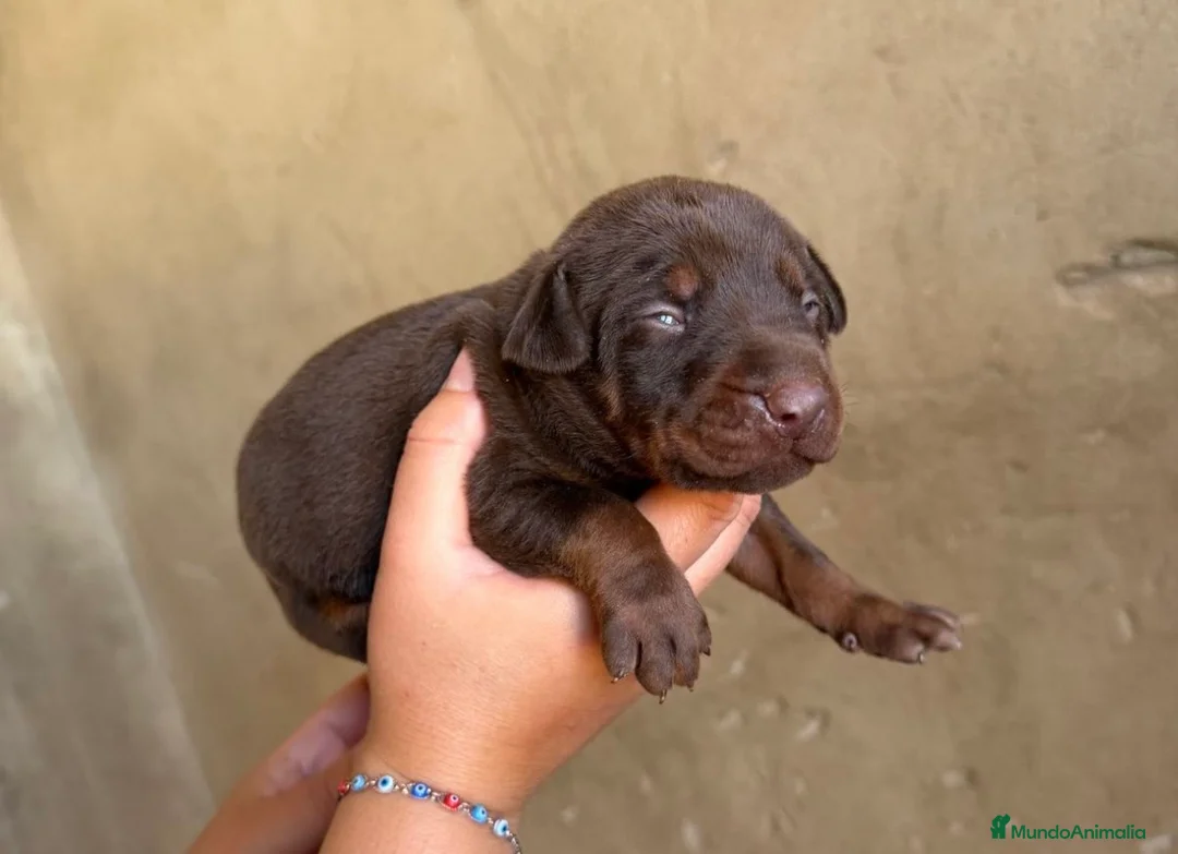 Dobermann perros en venta: Espectacular camada Doberman chocolate - Anuncio 4