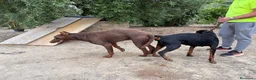 Dobermann perros en venta: Doberman linia americana  - Anuncio 4