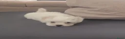 Bichón Maltés perros en venta: Bichón Maltés línea americana  - Anuncio 5