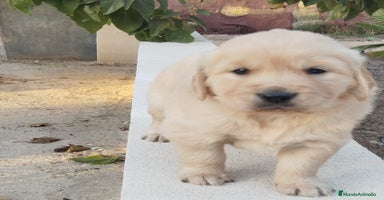 Golden Retriever perros - Anuncio 10