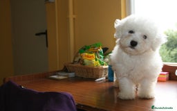Bichón Frisé perros en venta: Bichon Frise - Imagen 2