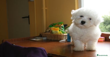 Bichón Frisé perros - Propaganda 13