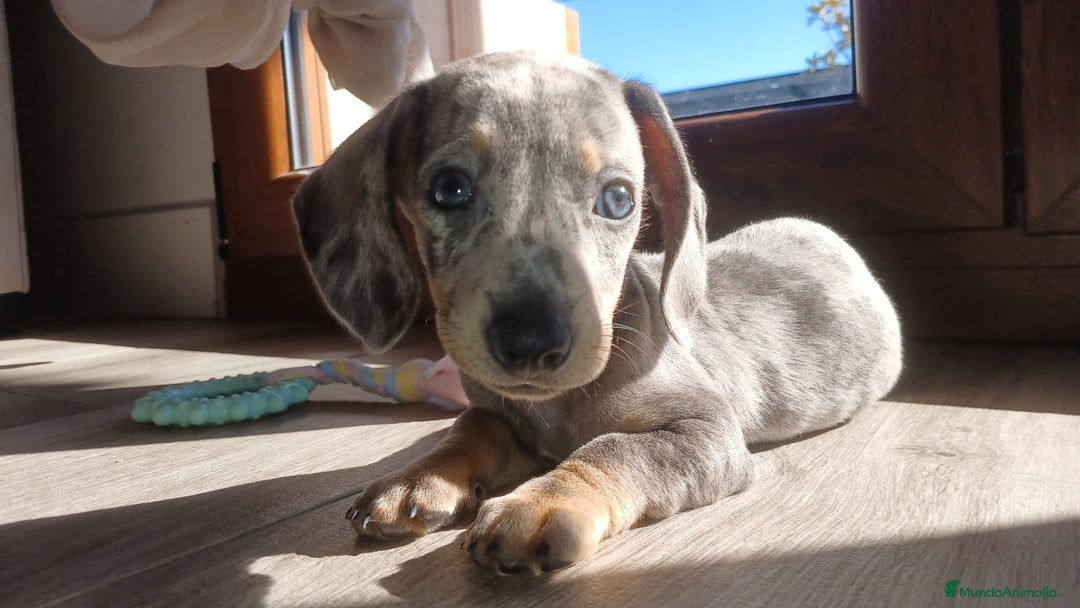 Teckel Miniatura perros en venta: Teckel miniatura Merles Blue Macho  - Imagen 1