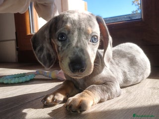 Teckel Miniatura perros - Anuncio 6