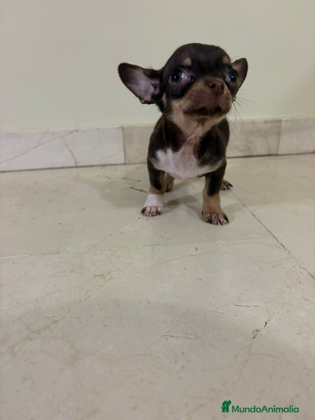 Chihuahua perros en venta: Chihuahua mini toy chocolate  - Anuncio 5