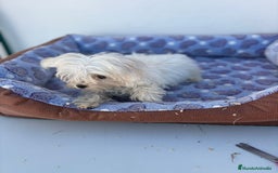 Bichón Maltés perros en venta: Bichon maltés  - Imagen 5
