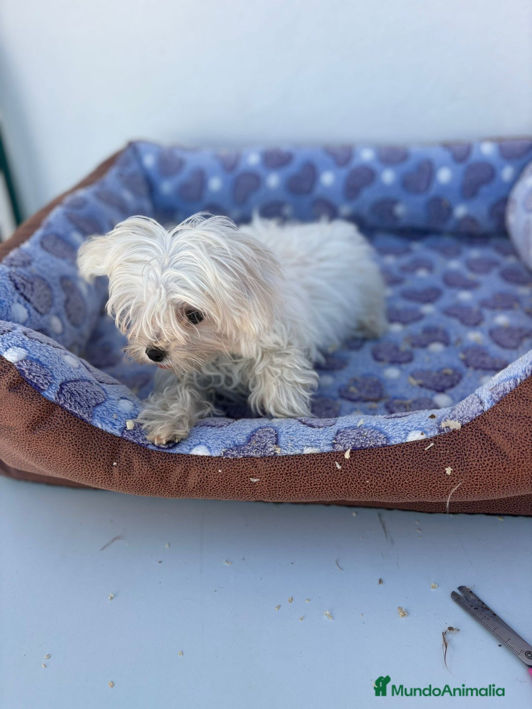 Bichón Maltés perros en venta: Bichon maltés  - Imagen 5