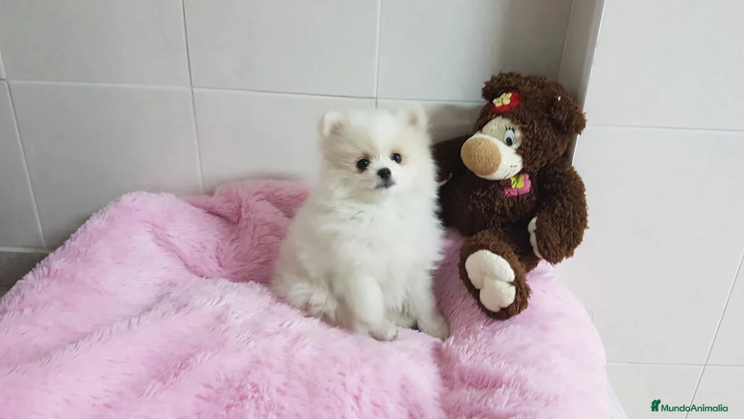 Pomerania perros en venta: Maravillas de Lulú de Pomerania  en Barcelona - Anuncio 1