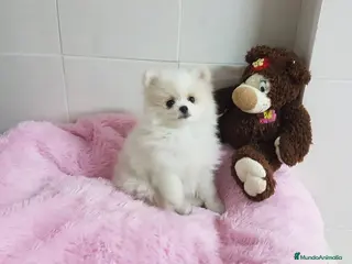Pomerania perros Maravillas de Lulú de Pomerania en Barcelona - Anuncio 17