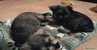 Schnauzer Miniatura perros en Almería - Anuncio 2