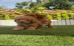Caniche Toy perros en venta: CANICHE TOY MACHOS - Imagen 10