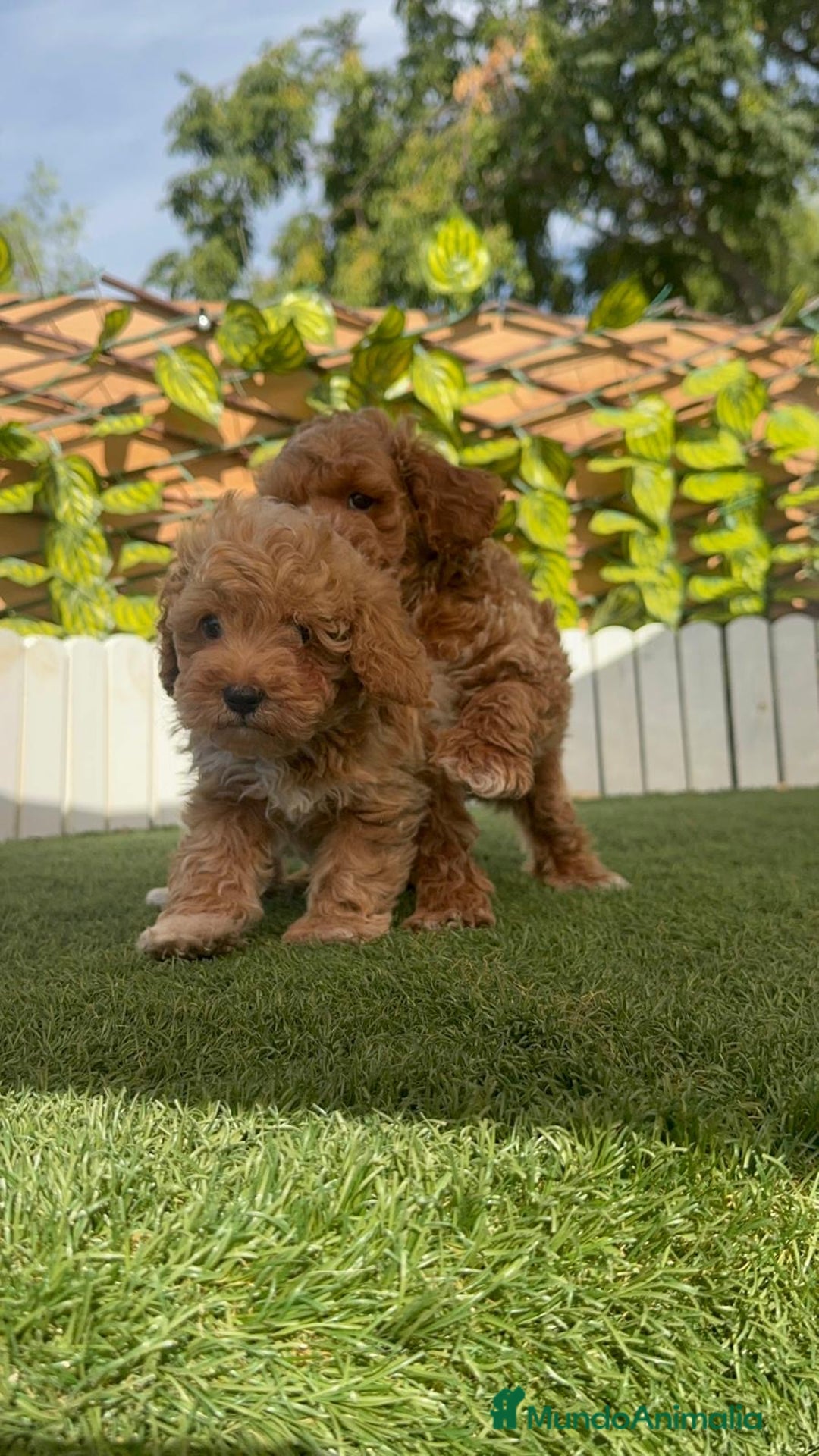 Caniche Toy perros en venta: CANICHE TOY MACHOS - Imagen 10