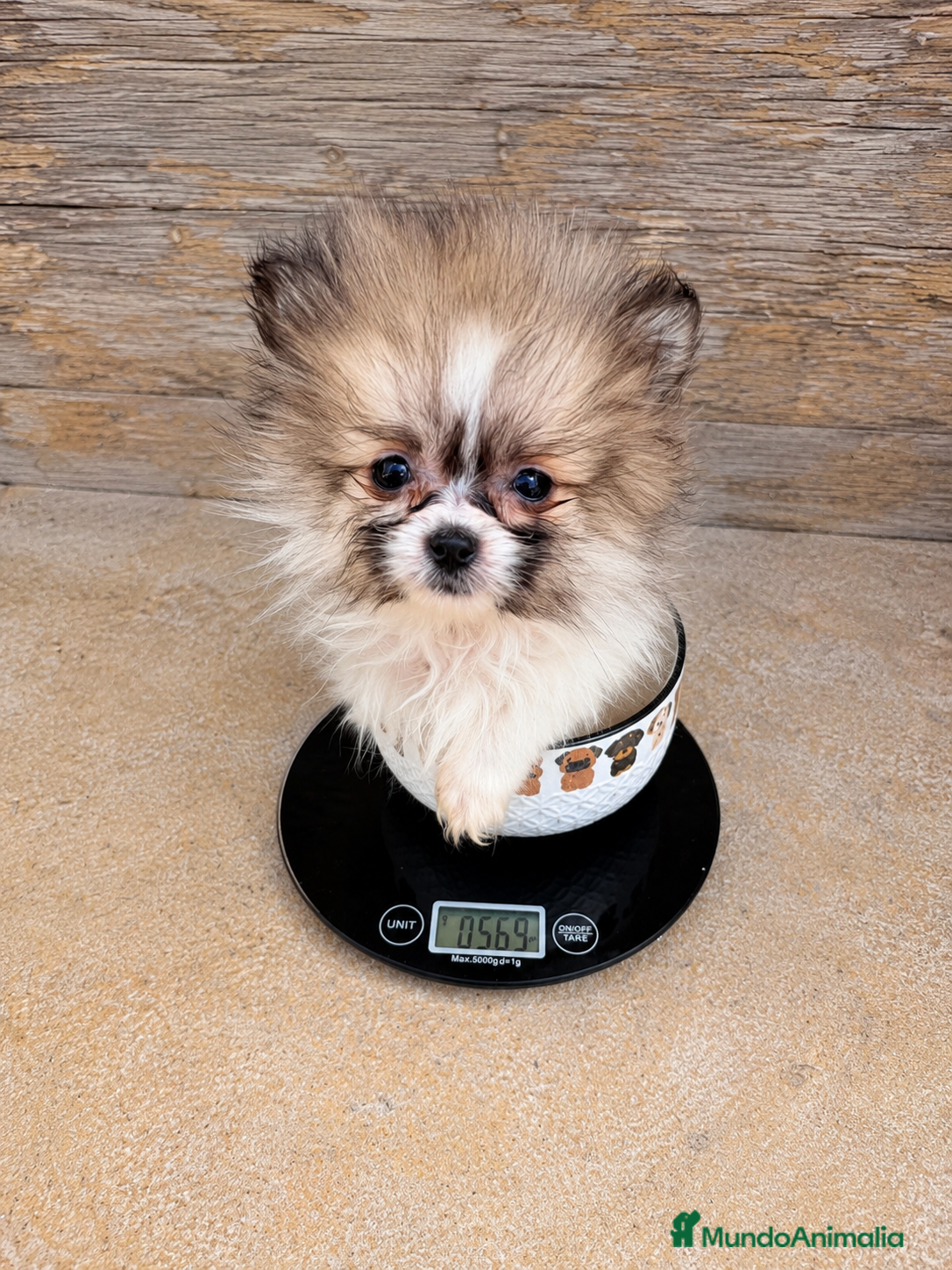 Pomerania perros Pomerania hembra, solo 569 gramos - Anuncio 1