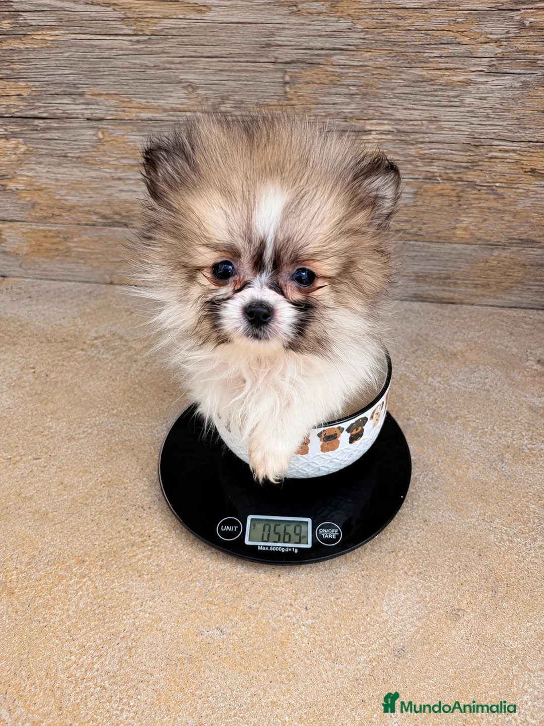 Pomerania perros en venta: Pomerania hembra, solo 569 gramos - Anuncio 1