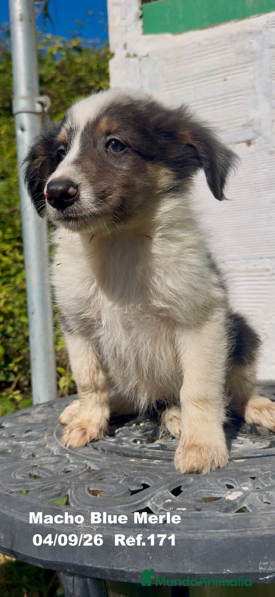 Border Collie perros Border Collie De Villa Biznaga - Anuncio 1