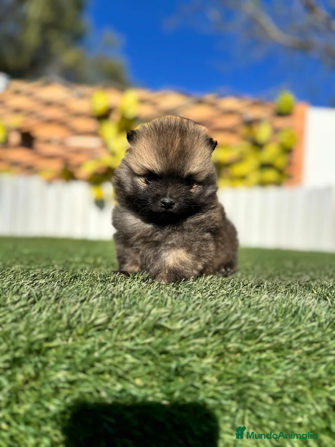 Pomerania perros en venta: POMERANIA MACHO - Anuncio 2