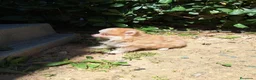 Pomerania perros en venta: Pomerania  - Anuncio 3