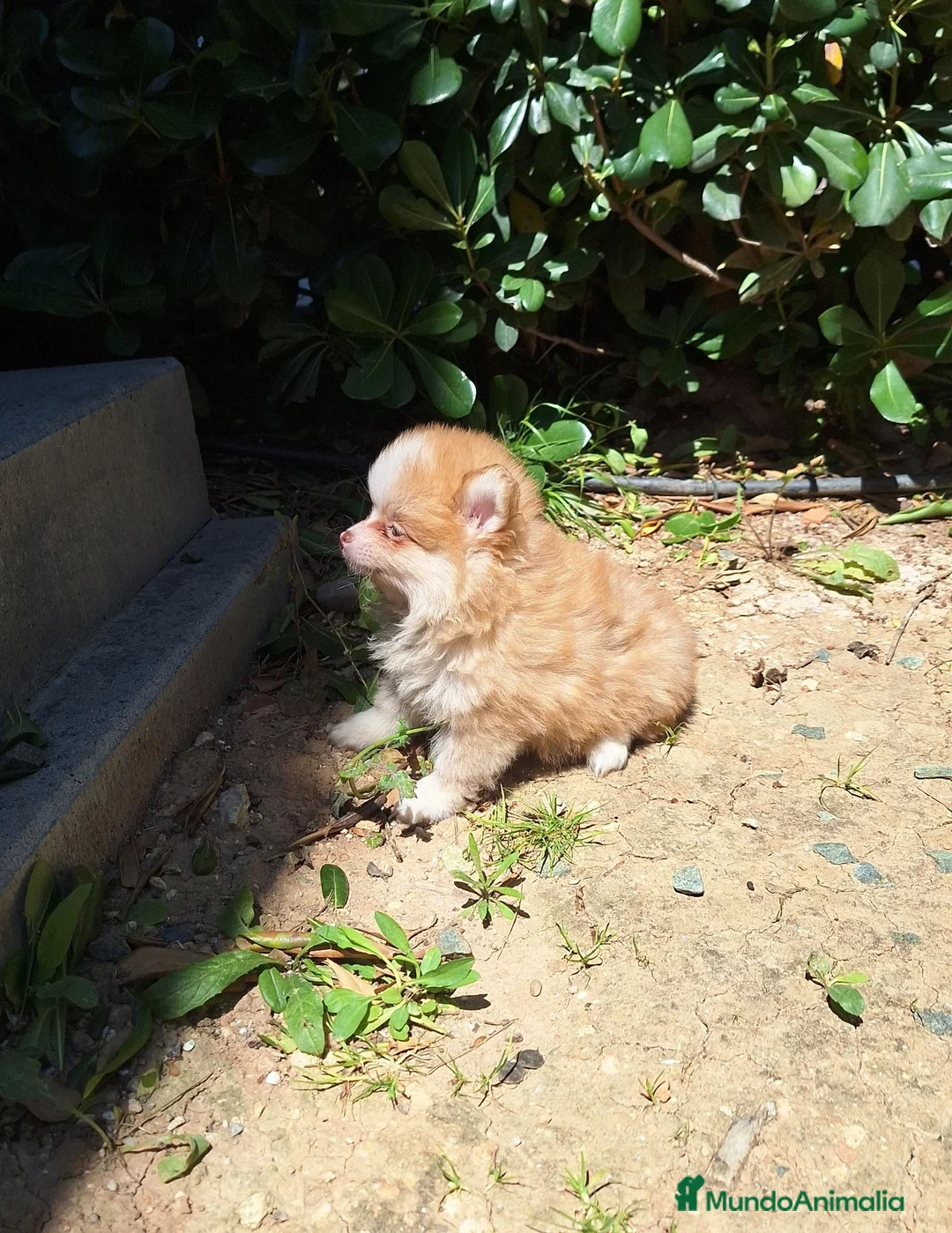 Pomerania perros en venta: Pomerania  - Anuncio 2