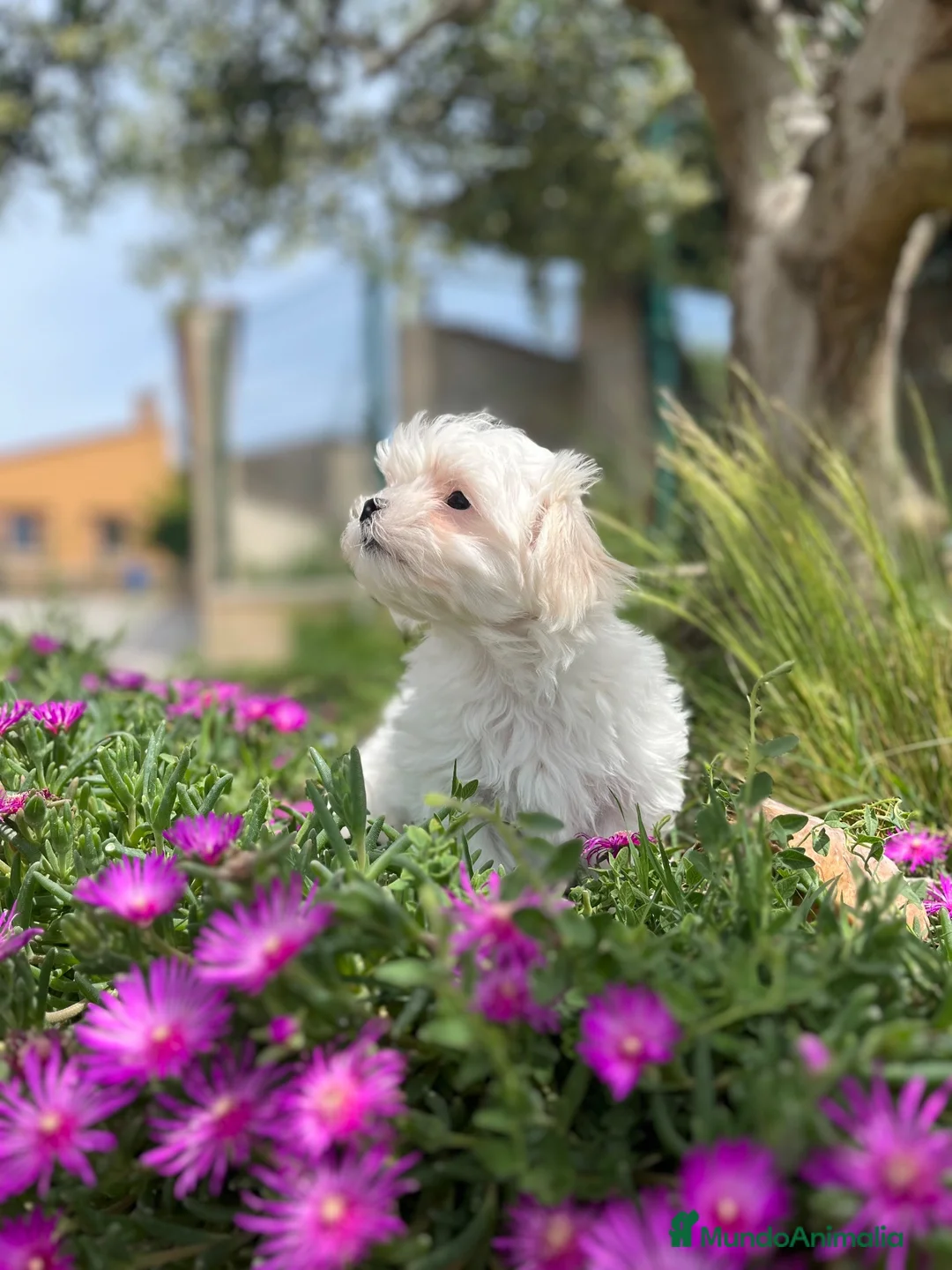 Bichón Maltés perros en venta: Bichón maltés  - Anuncio 4