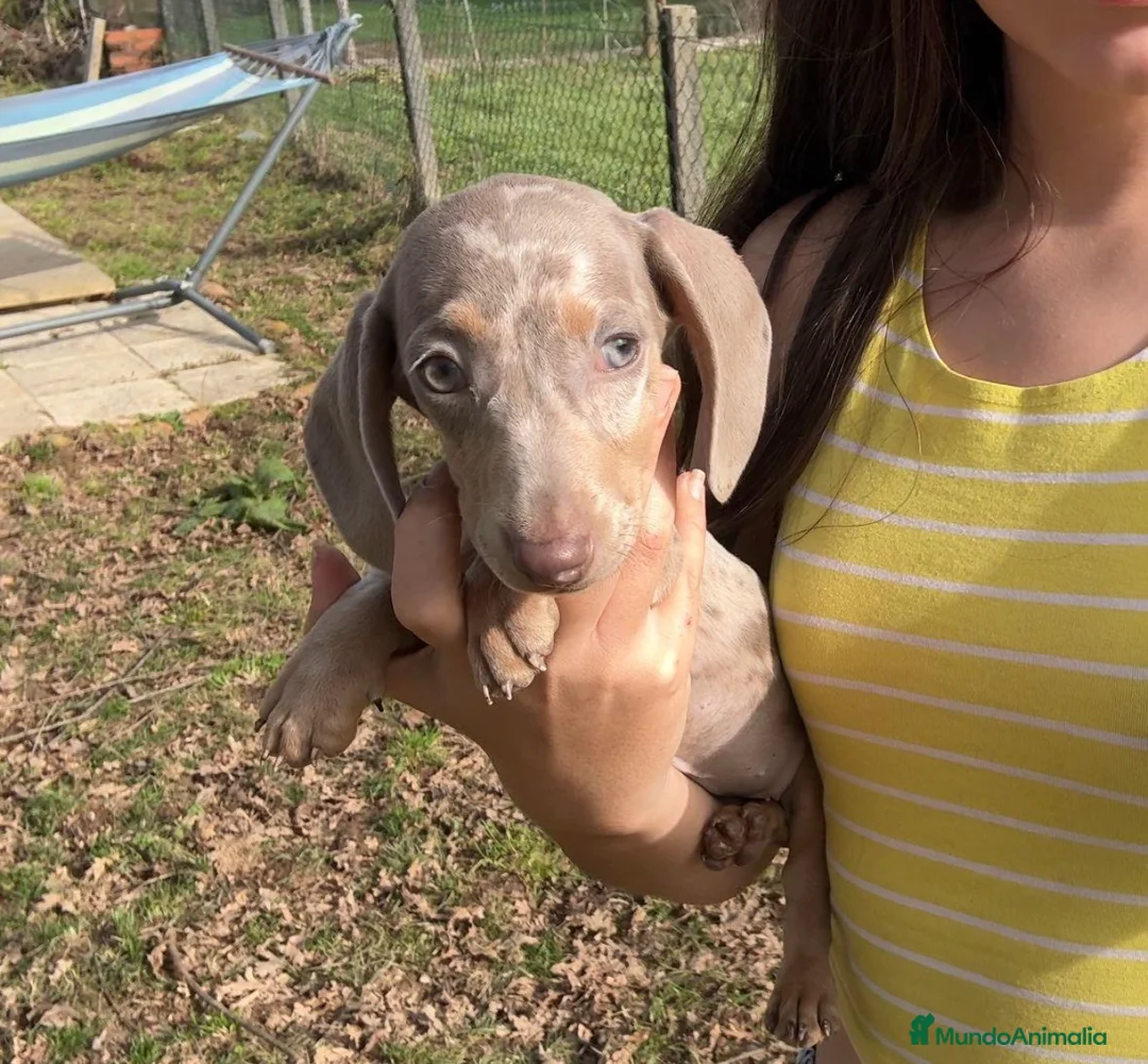 Teckel Miniatura perros en venta: Teckel isabelino  - Anuncio 1