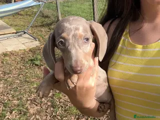 Teckel Miniatura perros Teckel isabelino - Anuncio 1